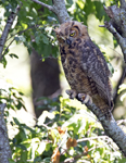 Great Horned Owl 1625